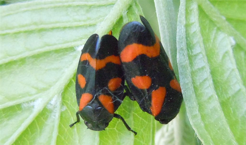 Cercopis in accoppiamento - C. sanguinolenta